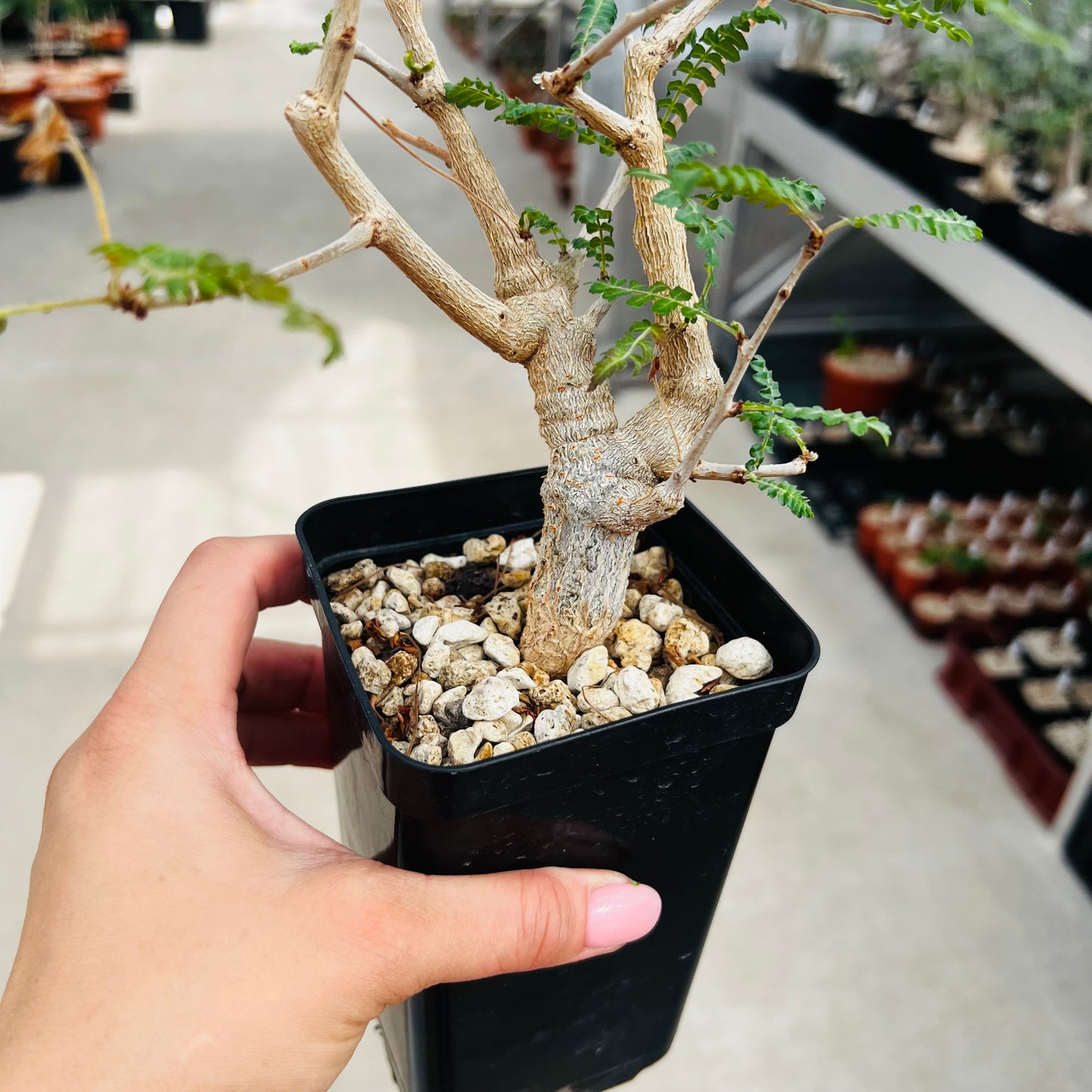 Boswellia neglecta, barroted plante