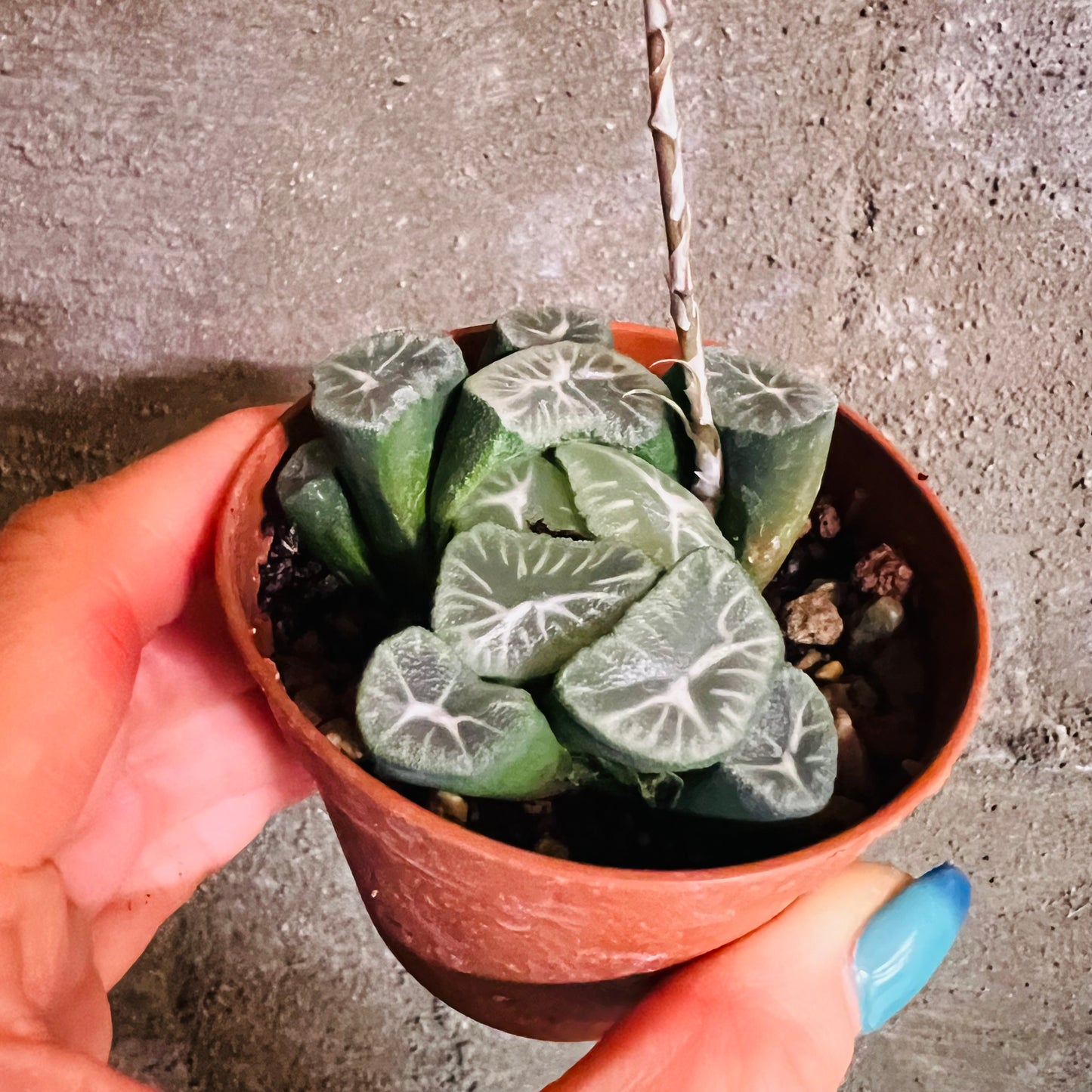 Haworthia sp. 6, 7 cm potte