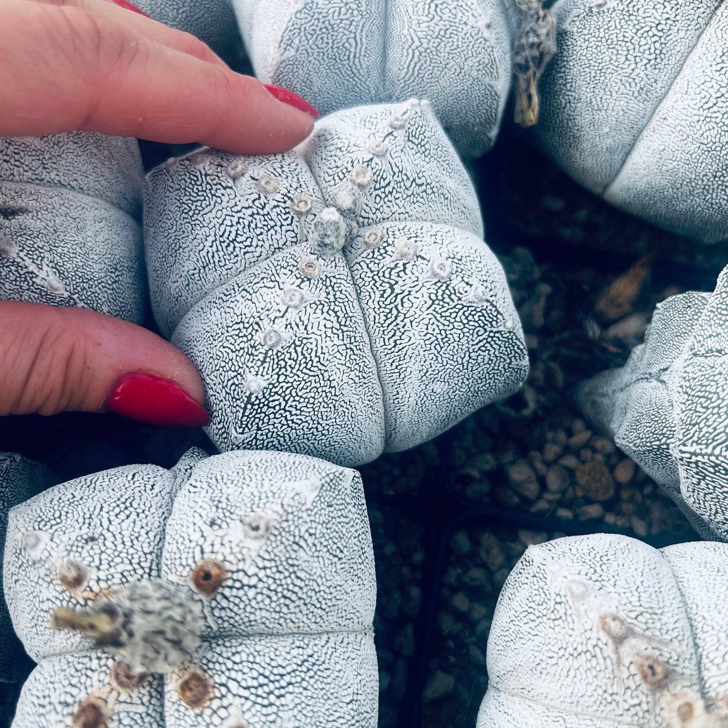 Astrophytum myriostigma Onzuka, 7 cm potte