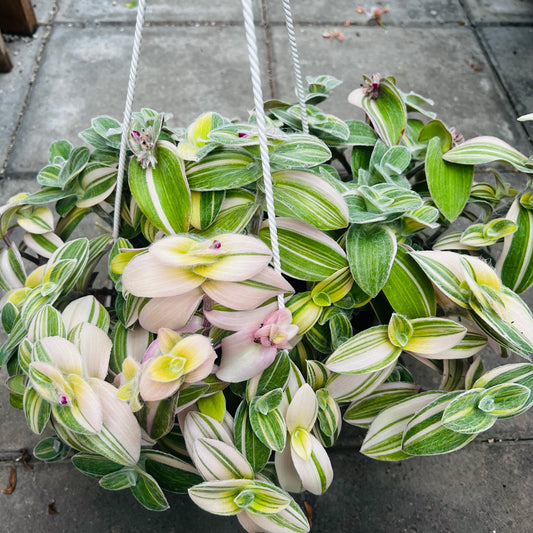 Tradescantia sillamontana f.variegata, uroted stikling