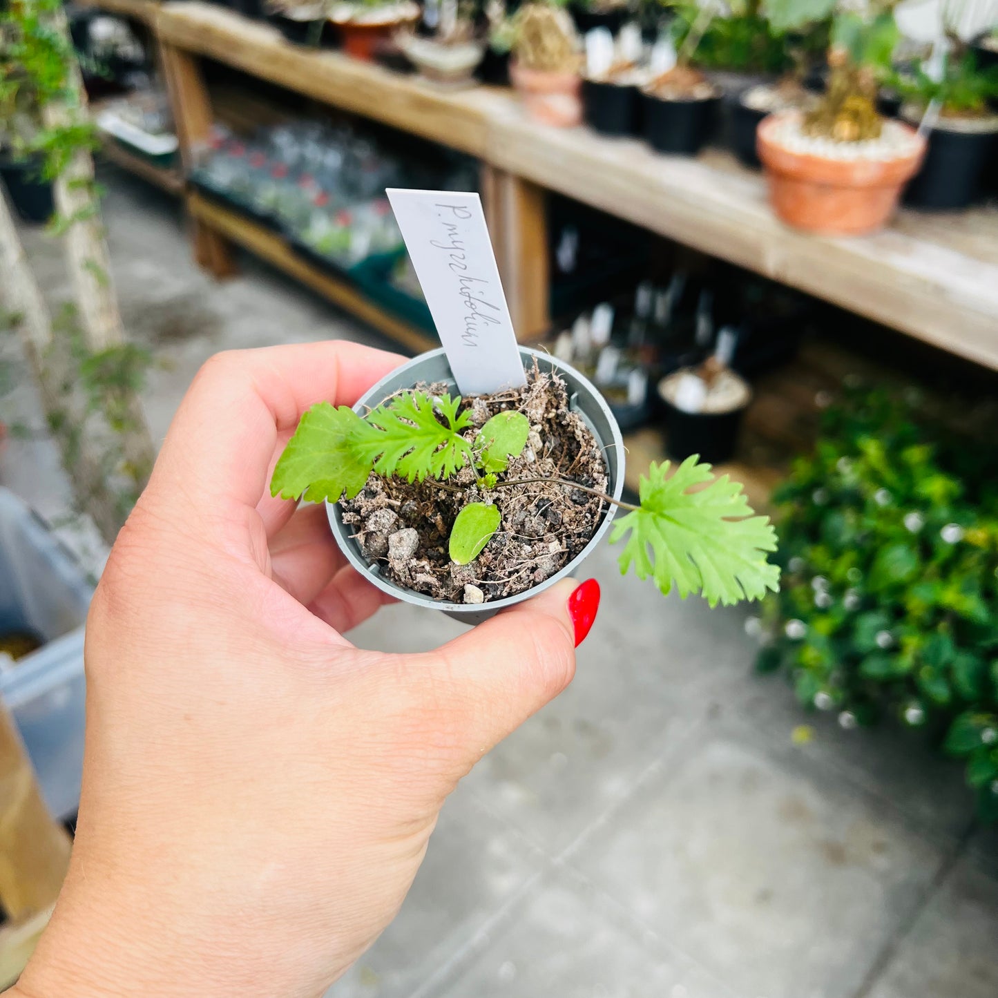 Pelargonium myrrhifolium, 5 cm potte