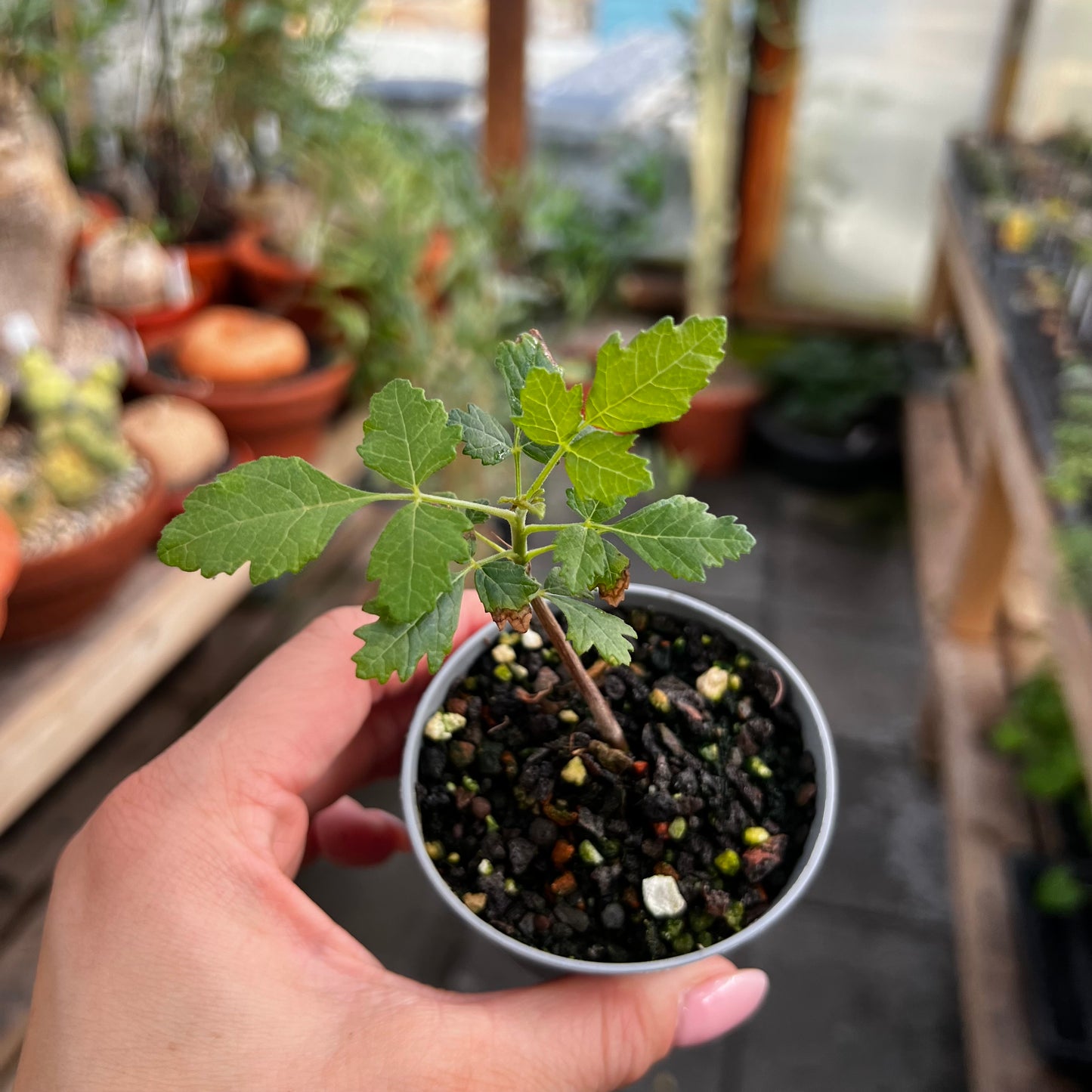 Boswellia sacra, 6 cm potte