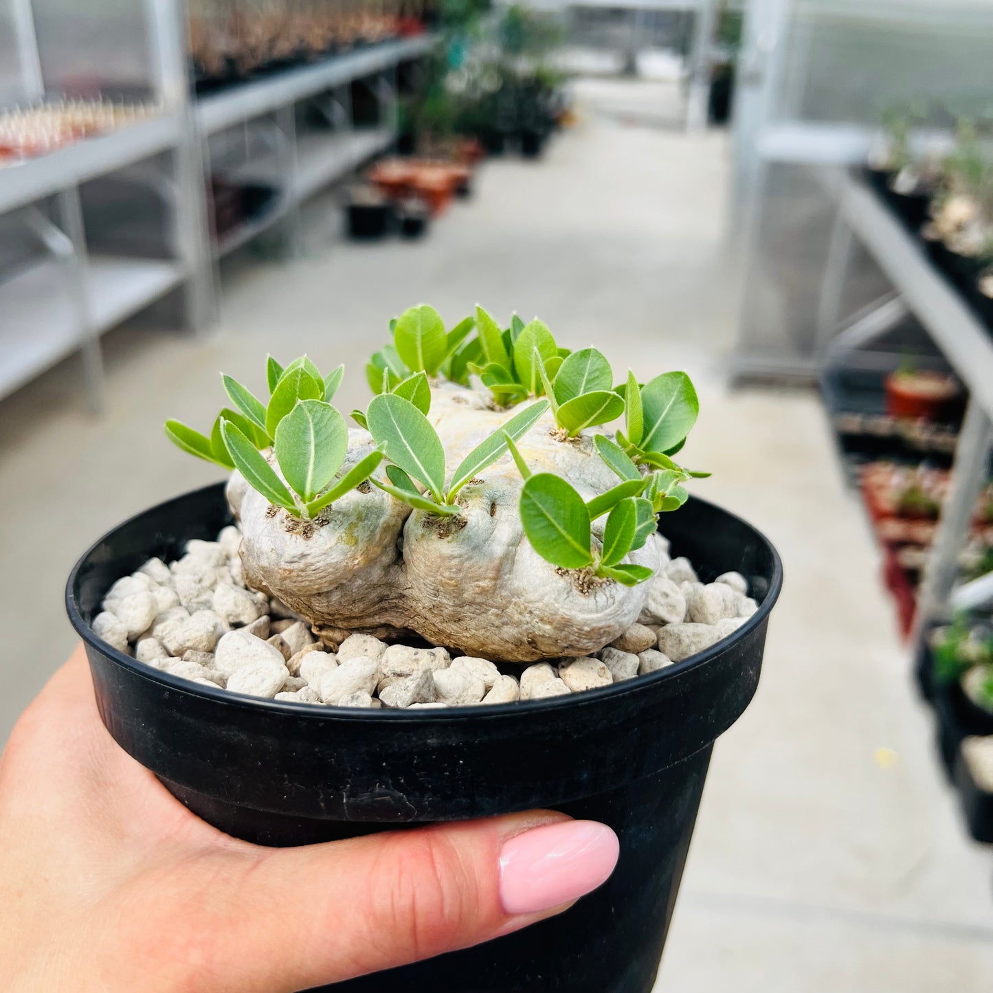 Pachypodium brevicaule, barroted plante