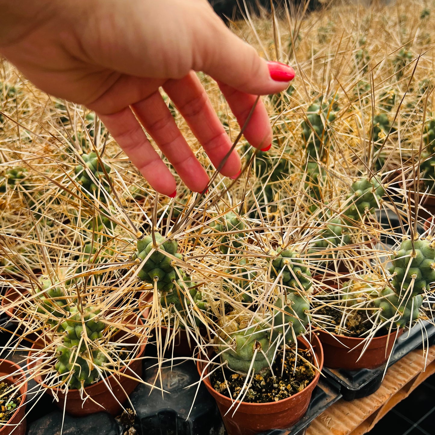 Tephrocactus articulatus var.syringacanthus, 10,5 cm potte