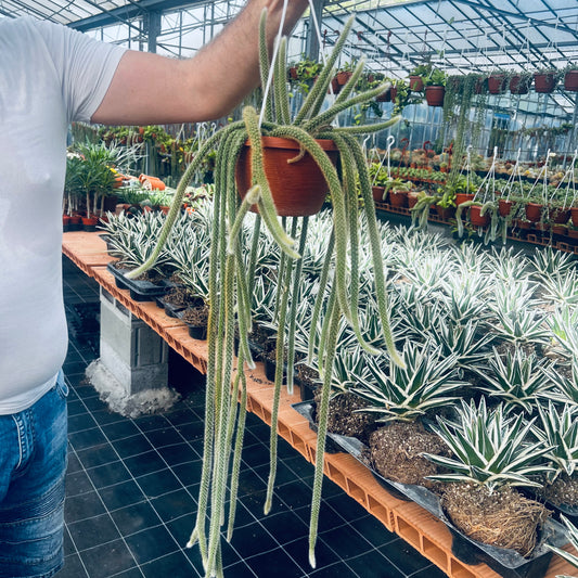 Aporocactus flageliiformis, 13 cm potte