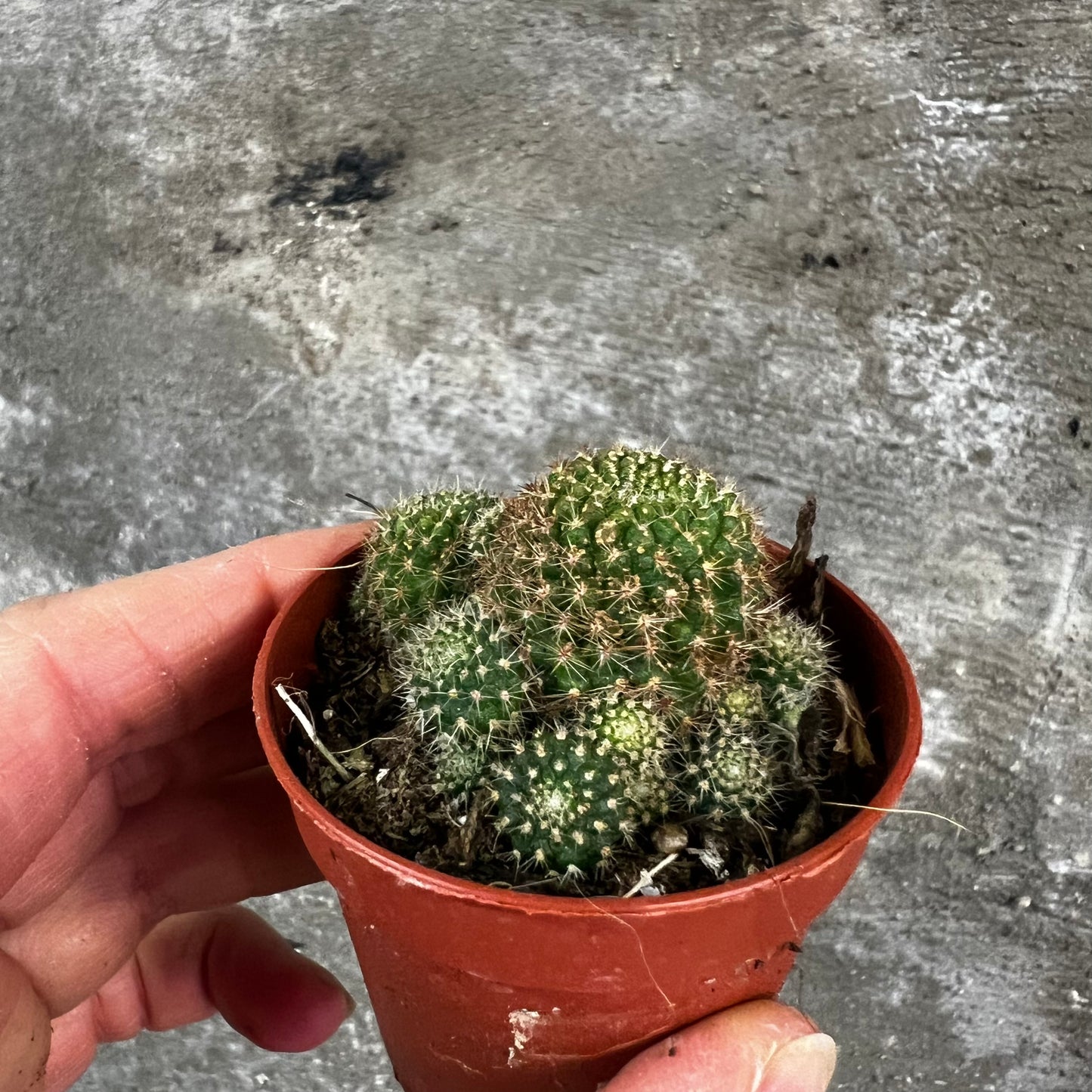 Rebutia ‘Sunrise’, 5 cm potte