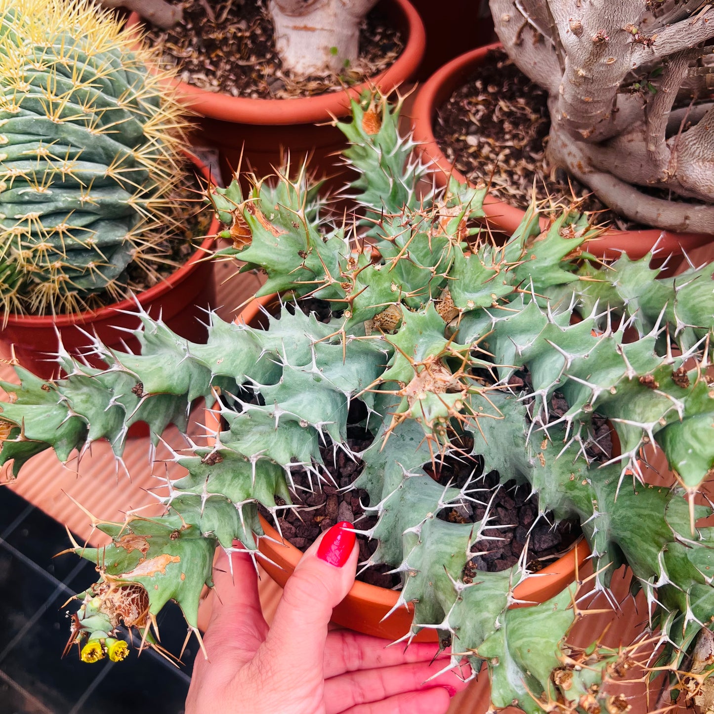 Euphorbia tortirama, 17 cm potte