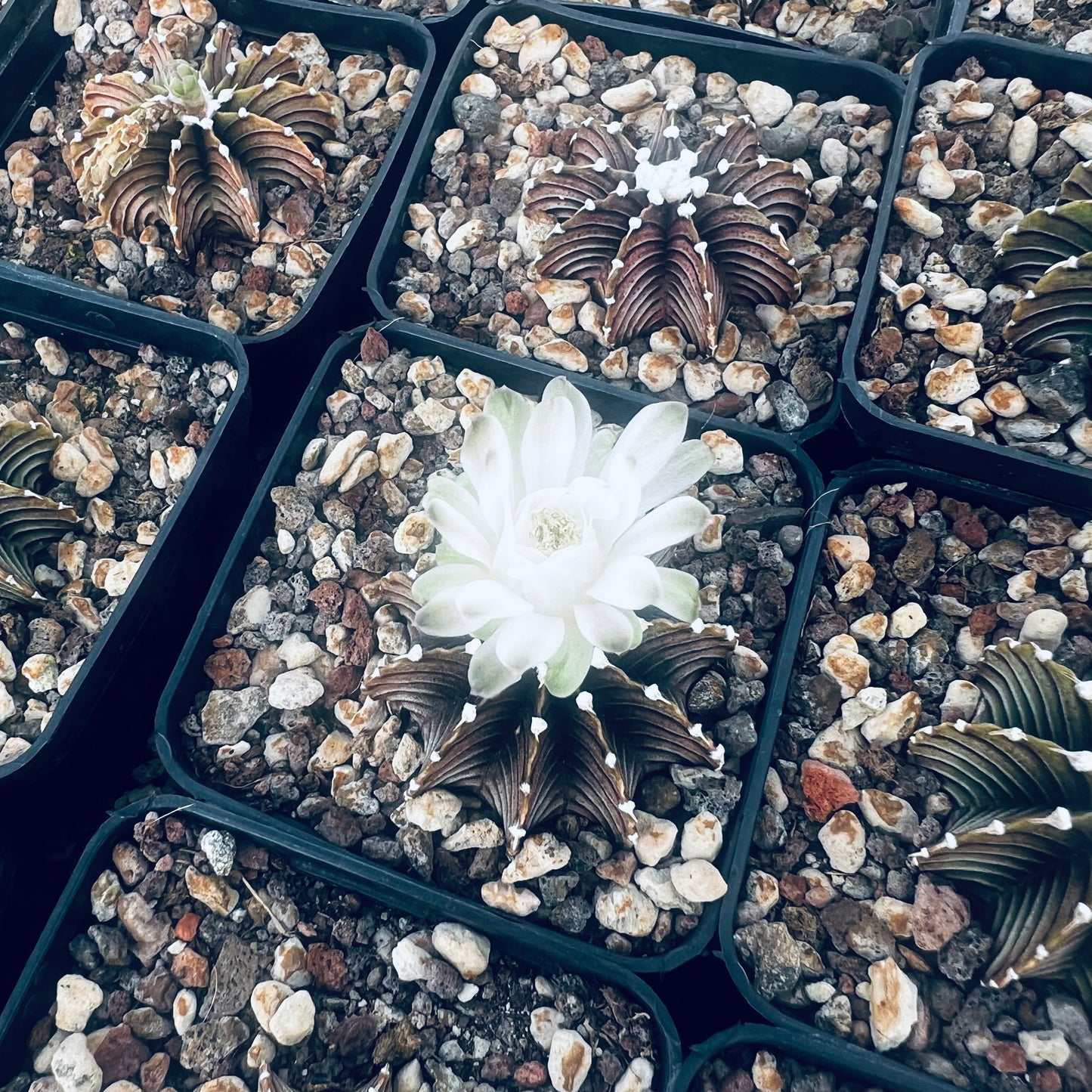 Gymnocalycium mihanovicii f.fluminalis, 7 cm potte