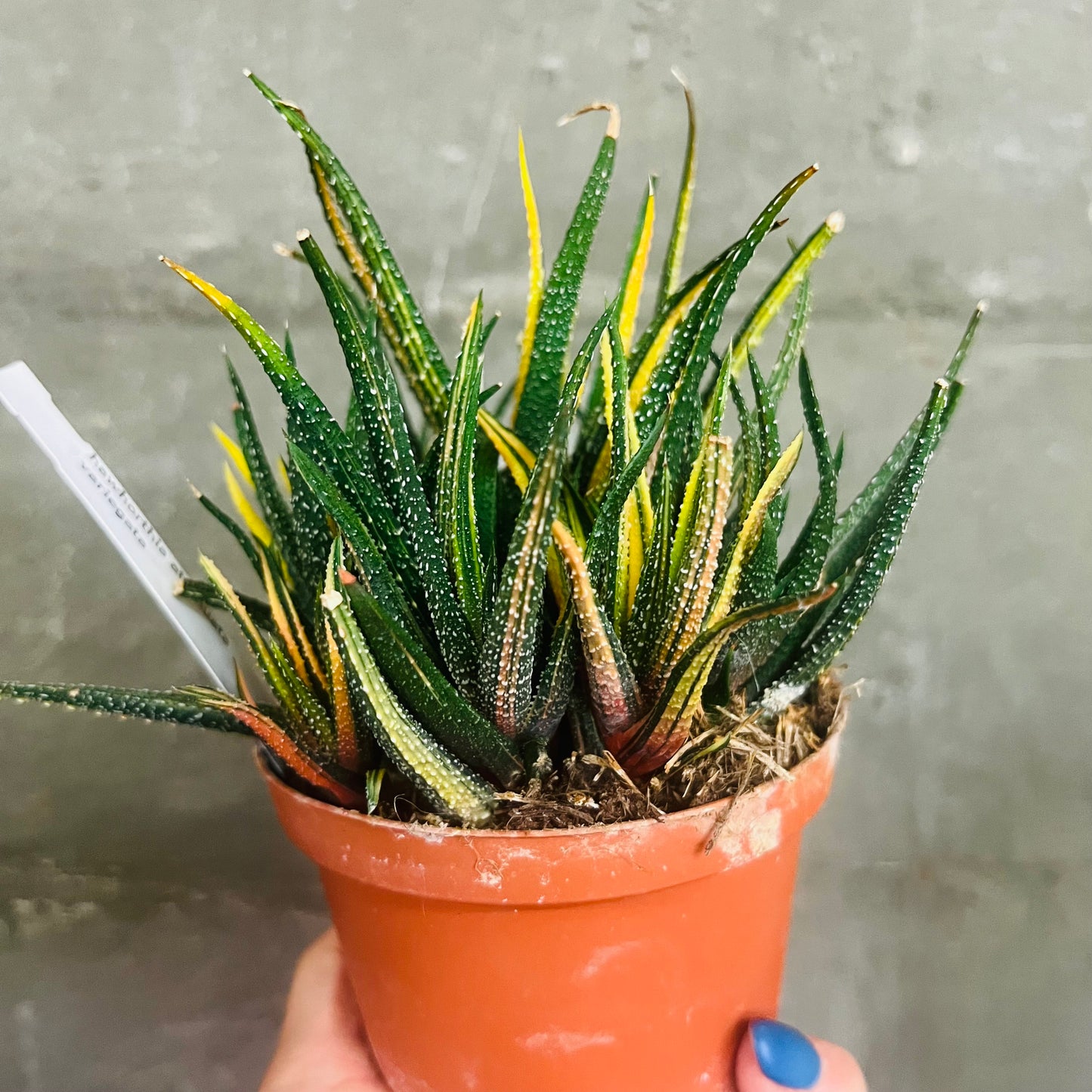 Haworthia attenuata f.variegata, 10,5 cm potte