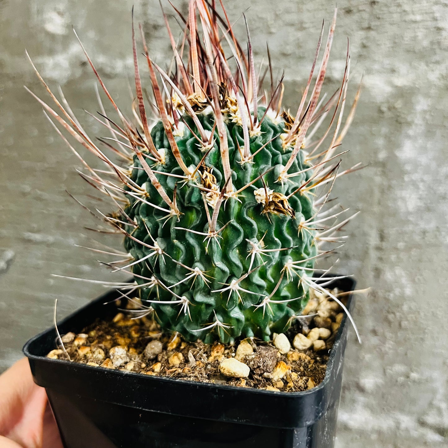 Echinofossulocactus sp., 10 cm potte