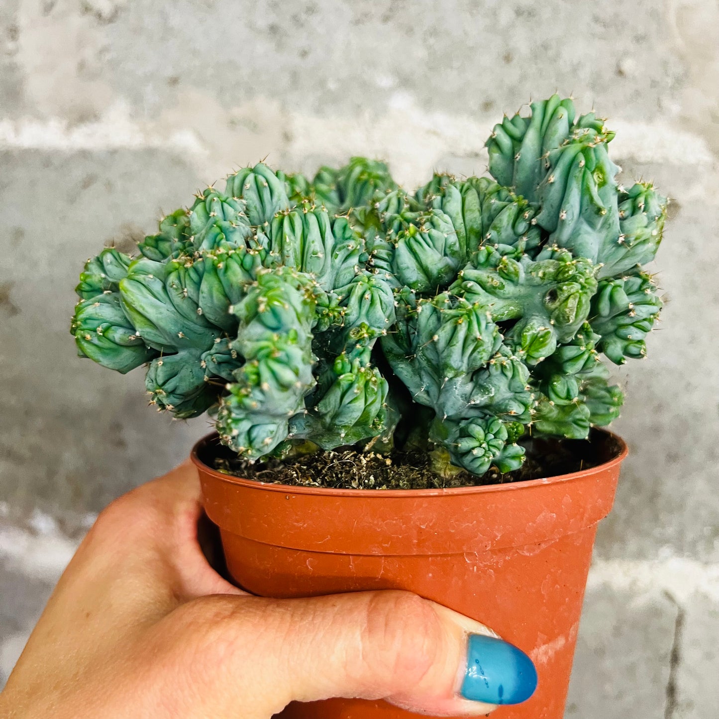 Myrtillocactus geometrizans f.cristata, 10 cm potte