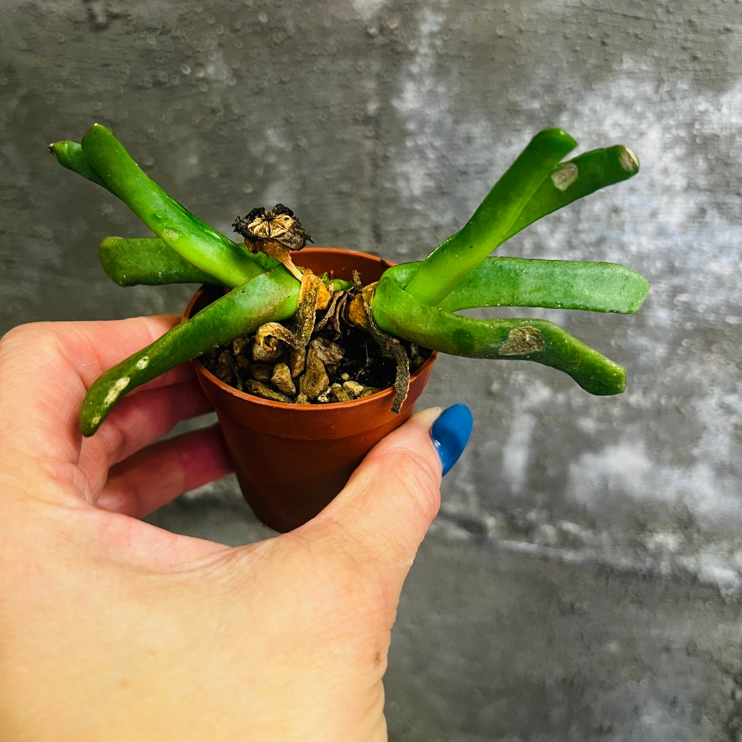 Glottiphyllum nelii, 4 cm potte