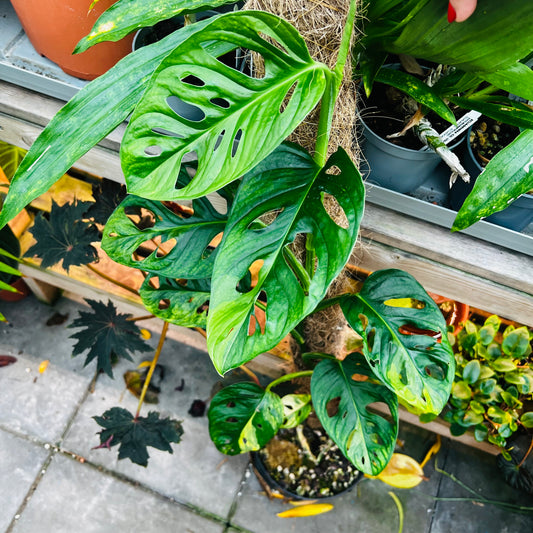 Monstera adansonii f.aureovariegata, 22 cm potte