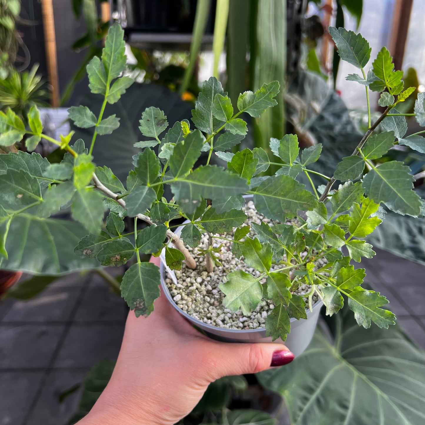 Bursera fagaroides, barroted ungplante