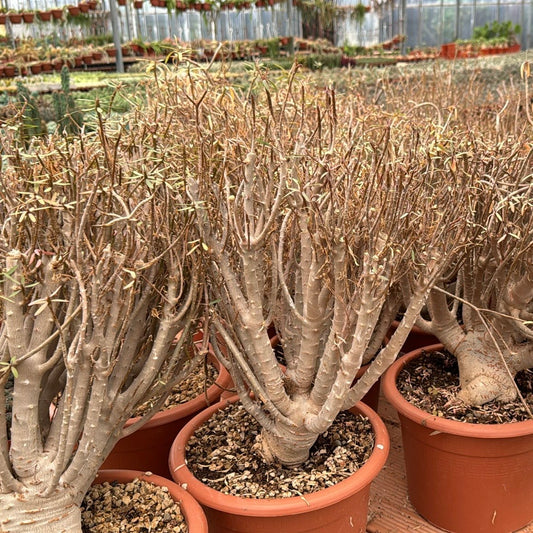 Euphorbia balsamifera, 20 cm potte