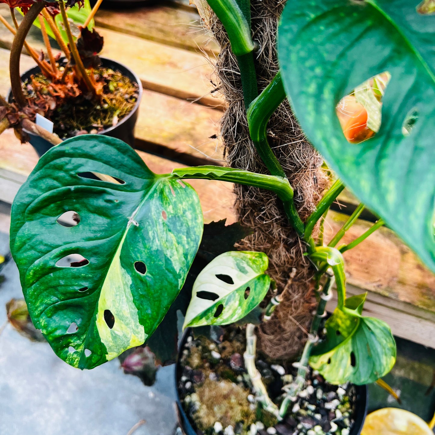 Monstera adansonii f.aureovariegata, 22 cm potte