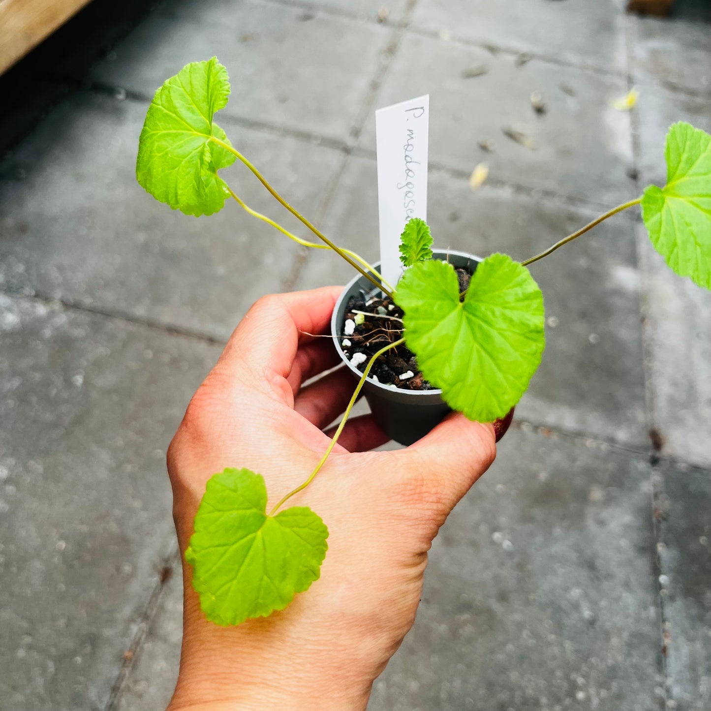 Pelargonium madagascariense, 6 cm potte