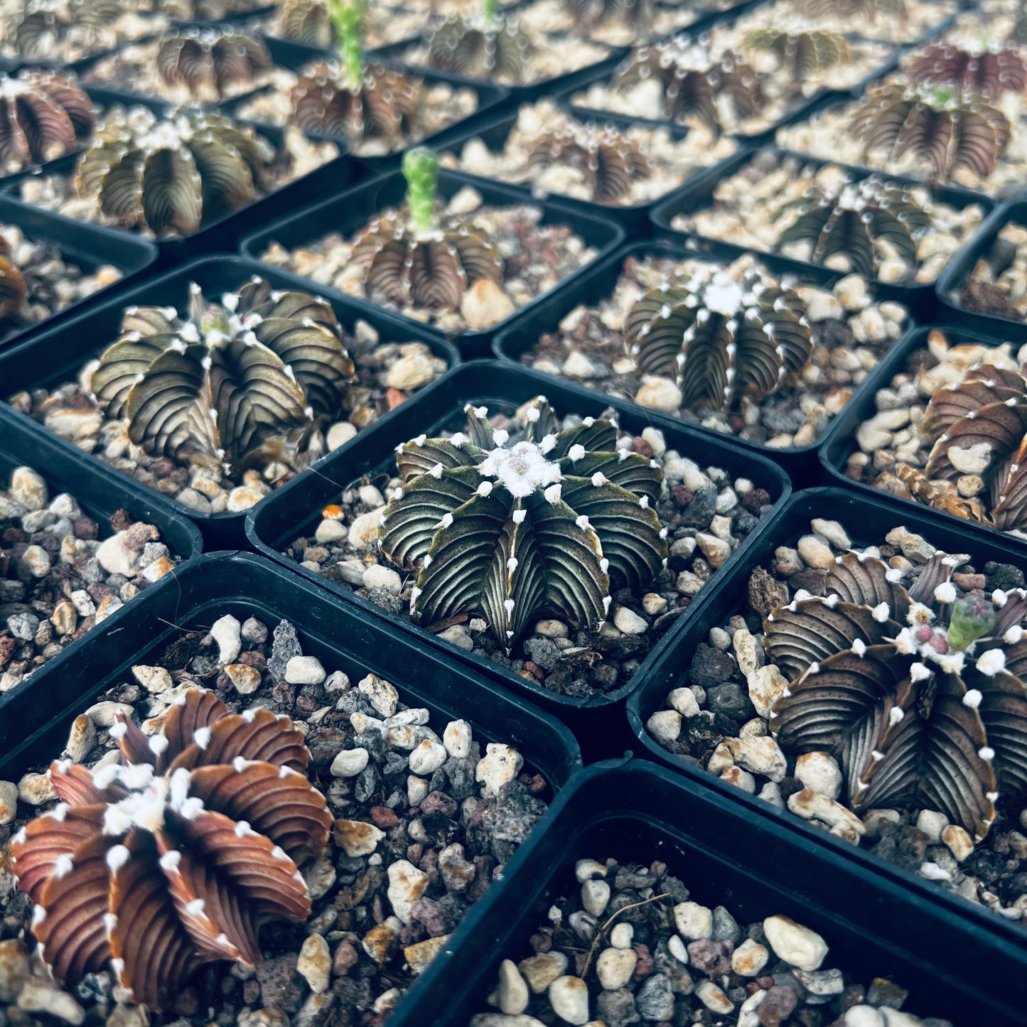 Gymnocalycium mihanovicii f.fluminalis, 7 cm potte