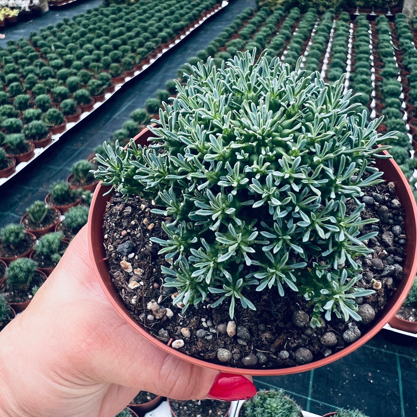 Euphorbia multiflora, 10 cm potte