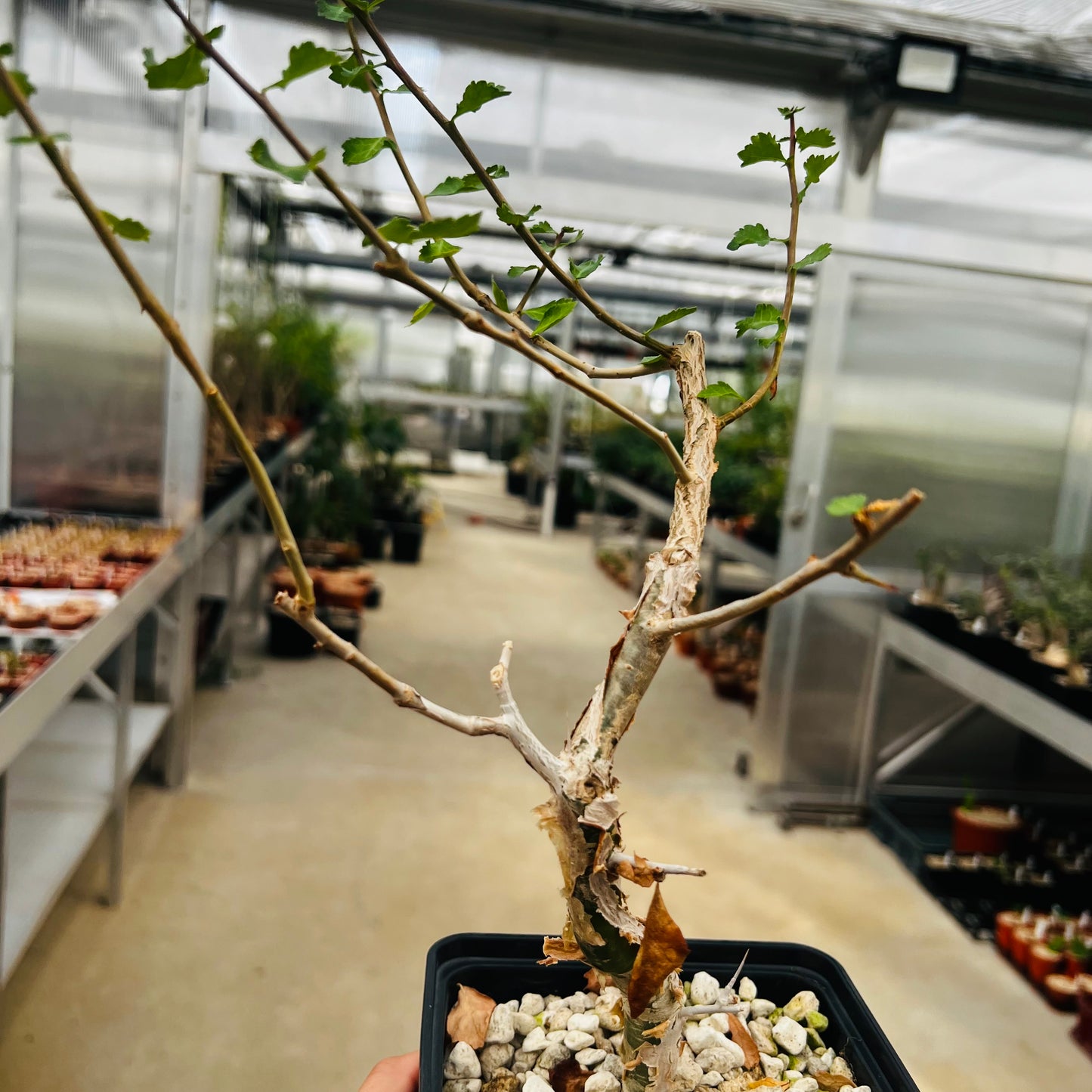 Commiphora wigtii, barroted plante