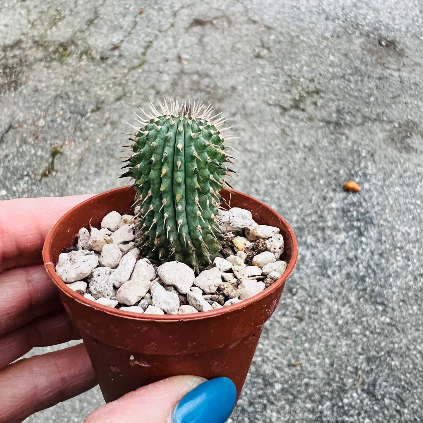 Hoodia gordonii, 3 cm potte