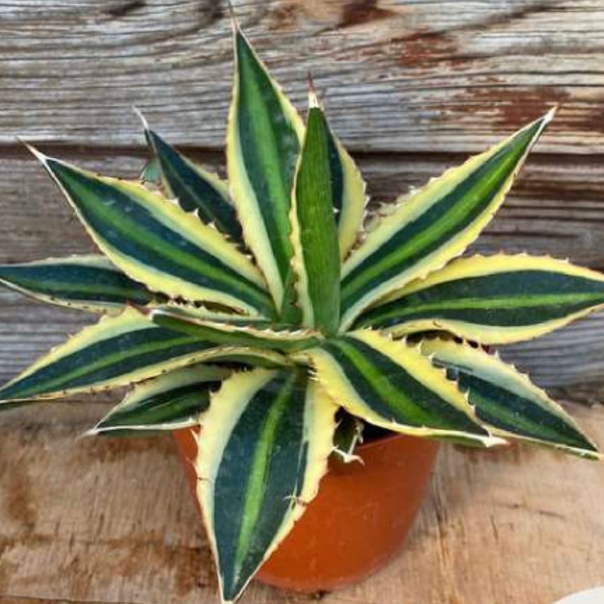 Agave lophantha, 10,5 cm potte