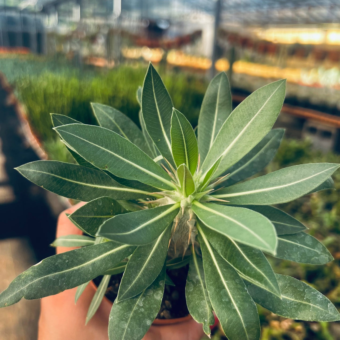 Pachypodium horombense, 10 cm potte