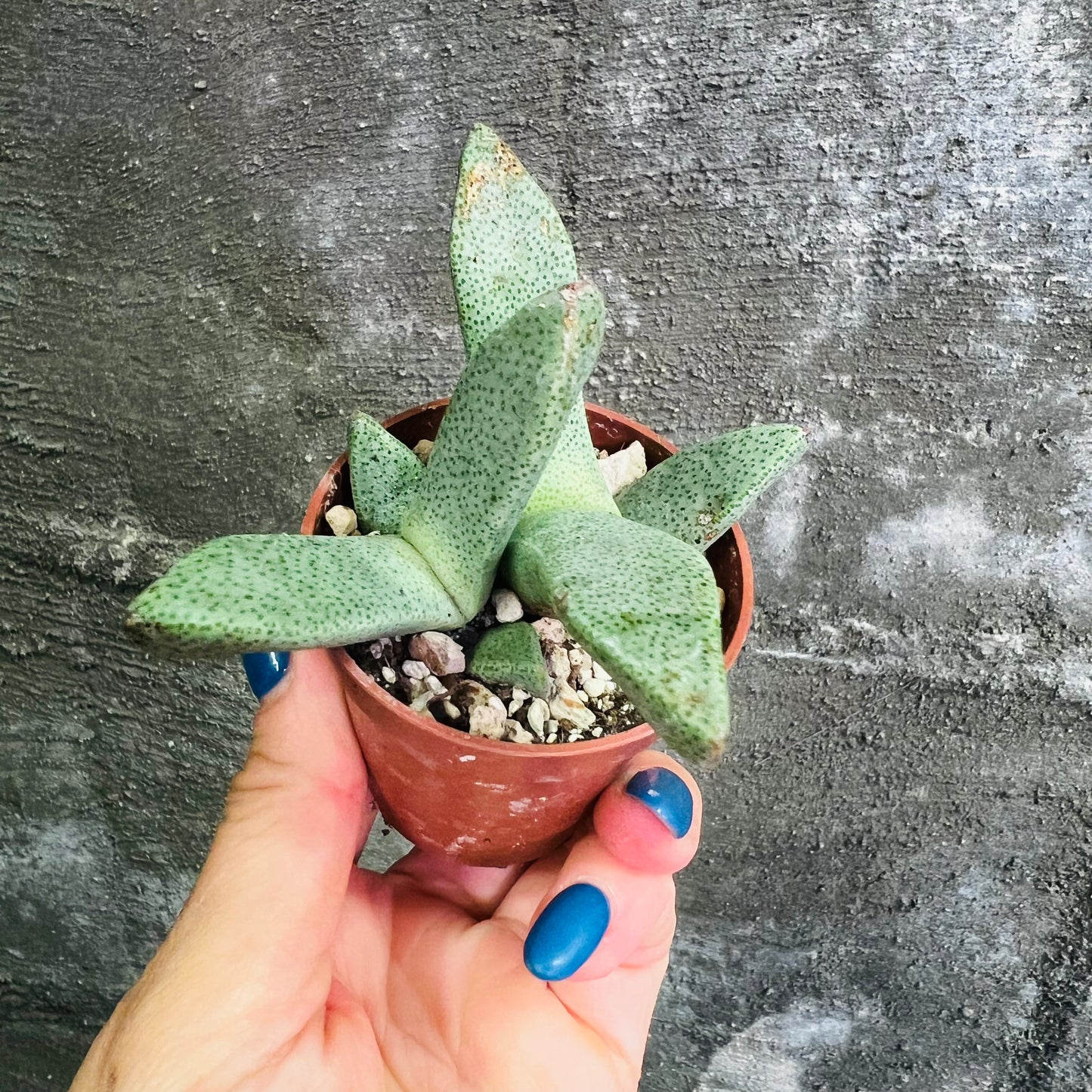 Pleiospilos compactus f.minor, 4 cm potte