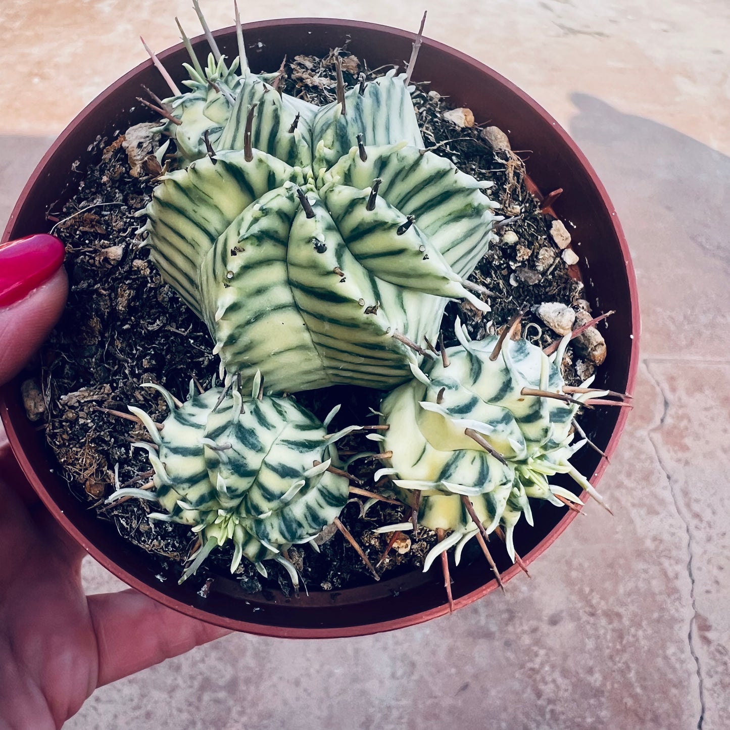 Euphorbia meloformis, 8 cm potte