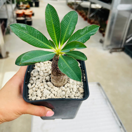 Euphorbia pachypodioides, barroted plante