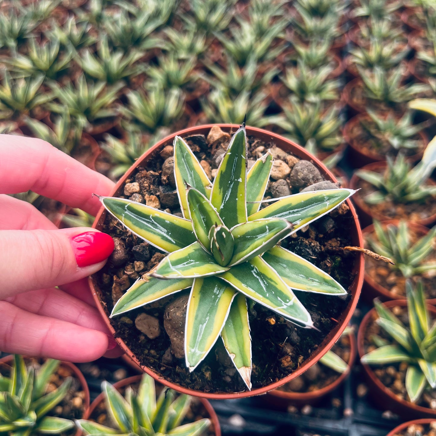 Agave victoria-reginae Kazobana, 8 cm potte