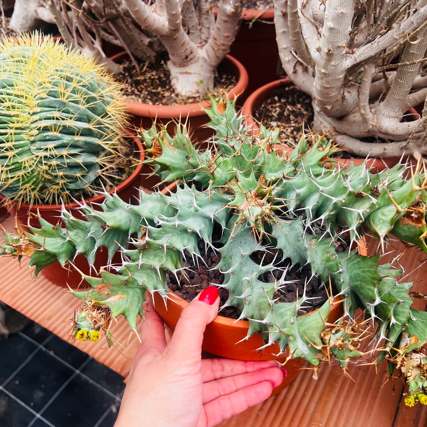 Euphorbia tortirama, 17 cm potte