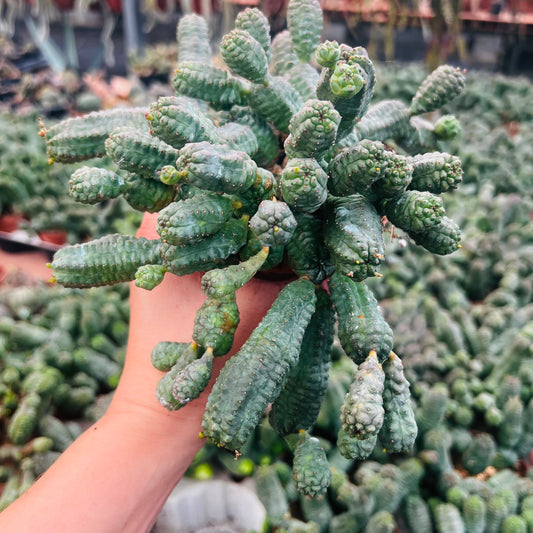 Euphorbia pseudoglobosa, 10 cm potte