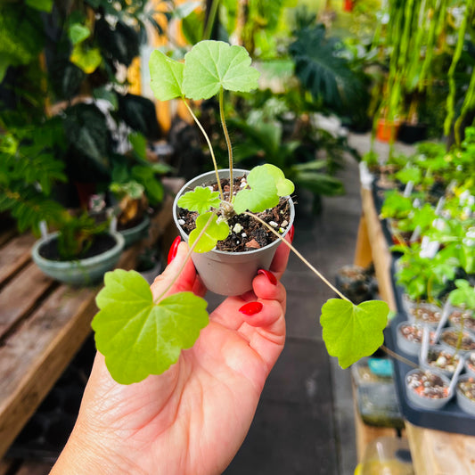 Pelargonium quinquelobatum, 6 cm potte