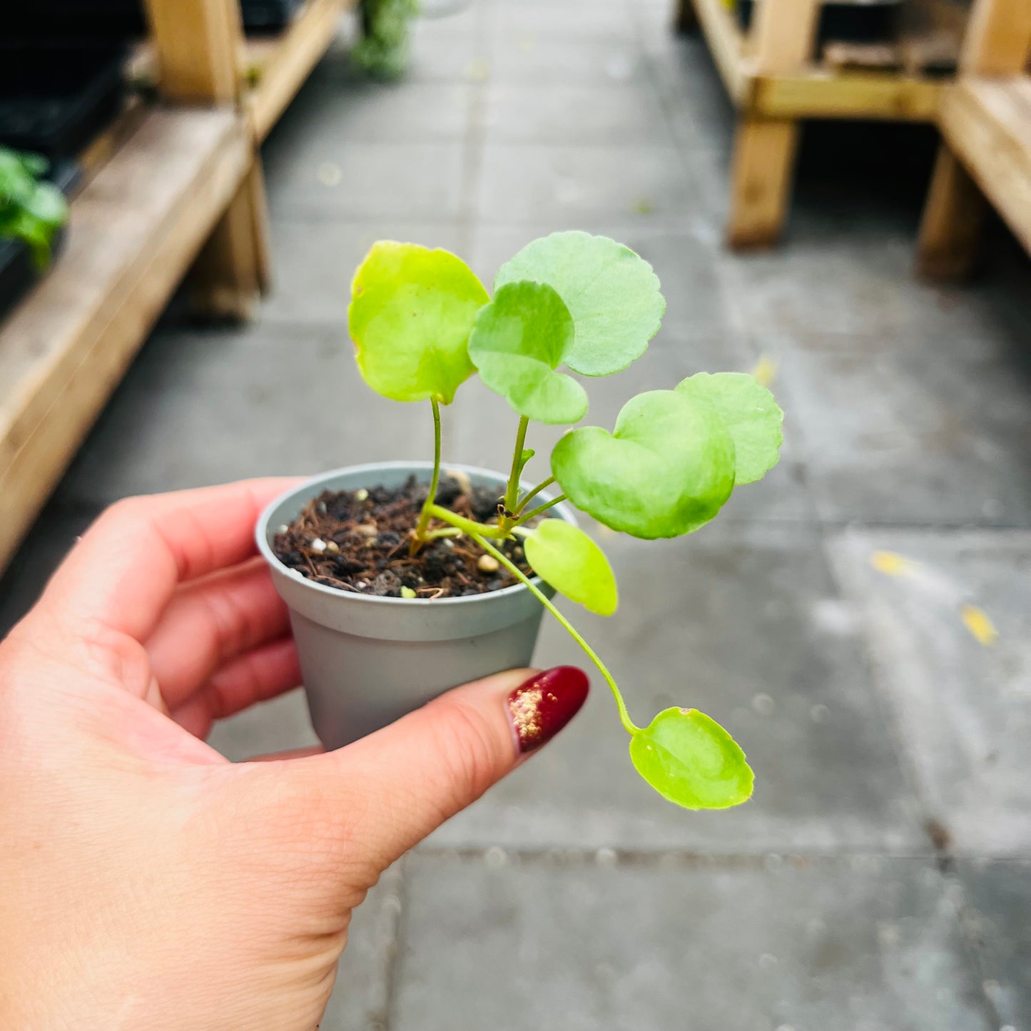 Pelargonium acetosum, 6 cm potte