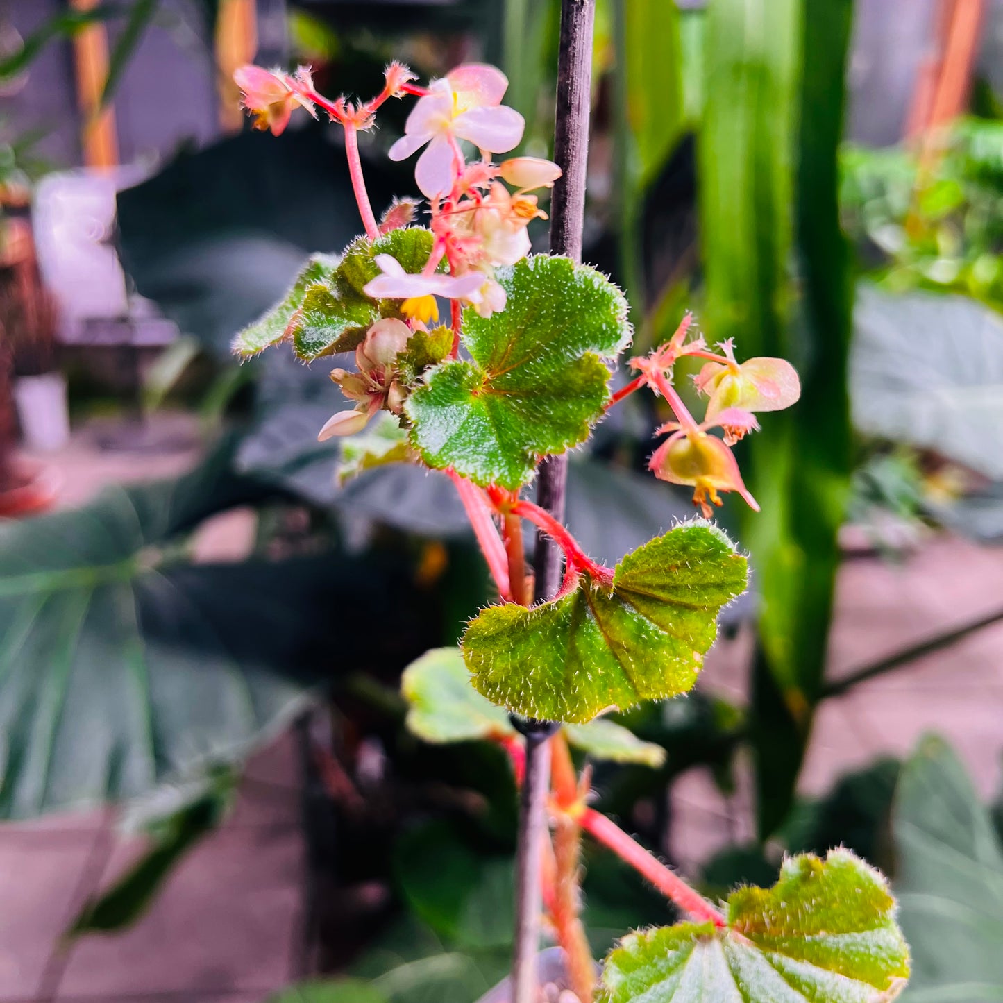 Begonia alchemilloides Carrancas, 8 cm potte