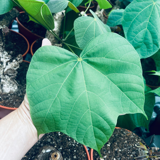 Sterculia colorata, 15 cm potte