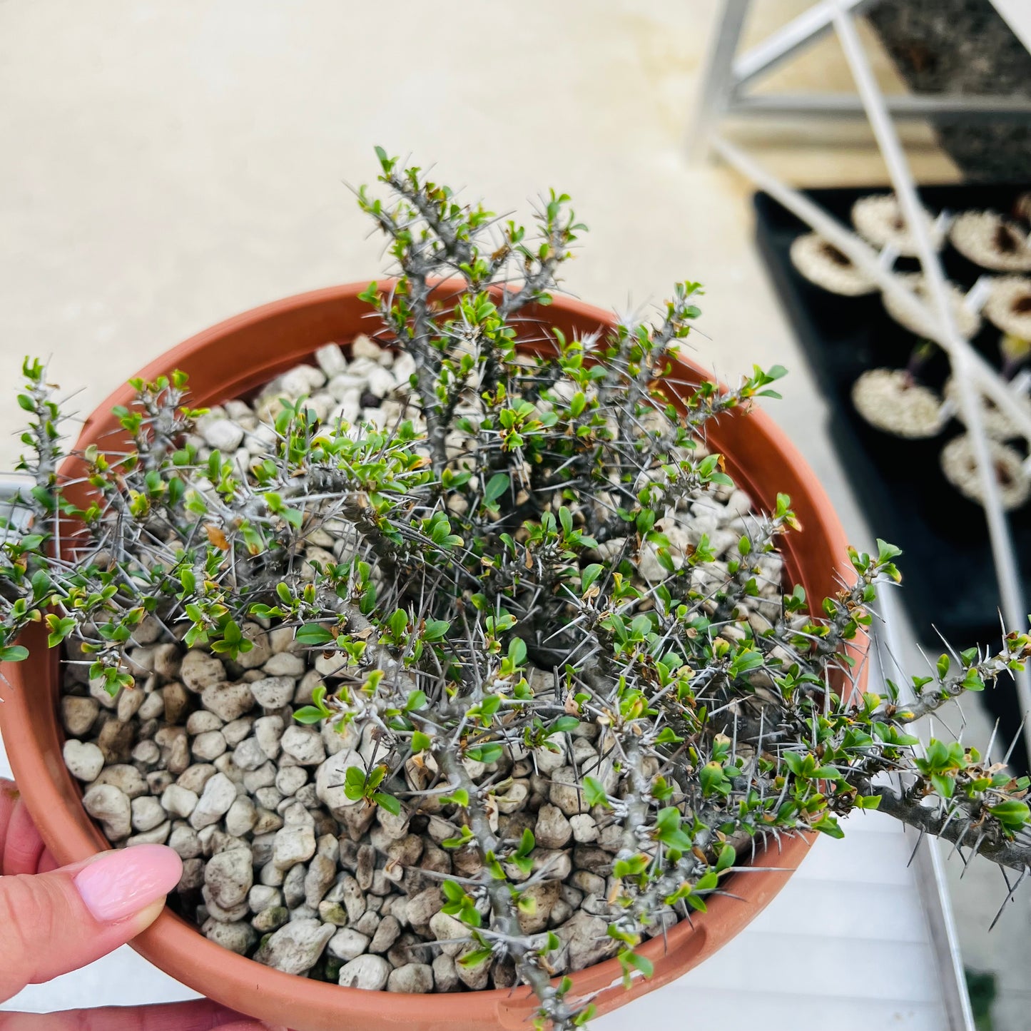 Sarcocaulon camdeboense, barroted plante