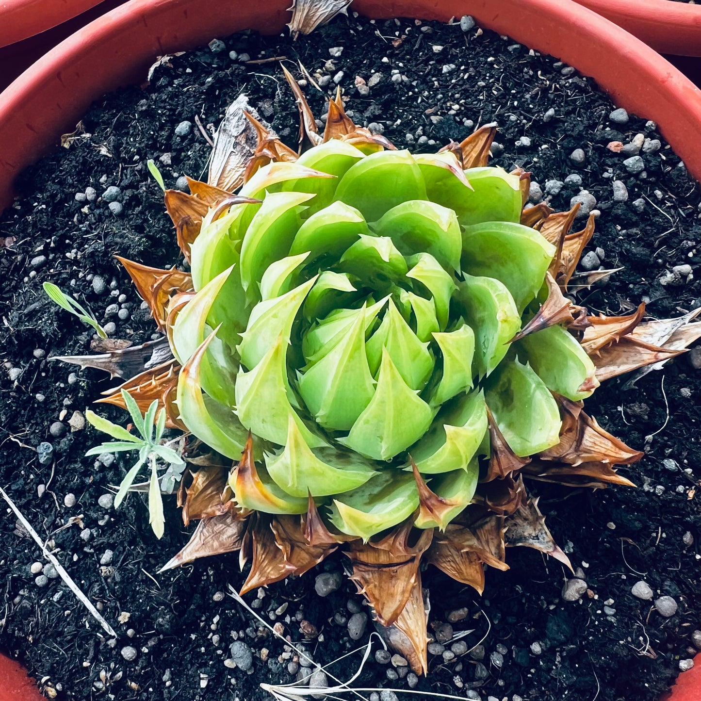 Aloe polyphylla, 15 cm potte