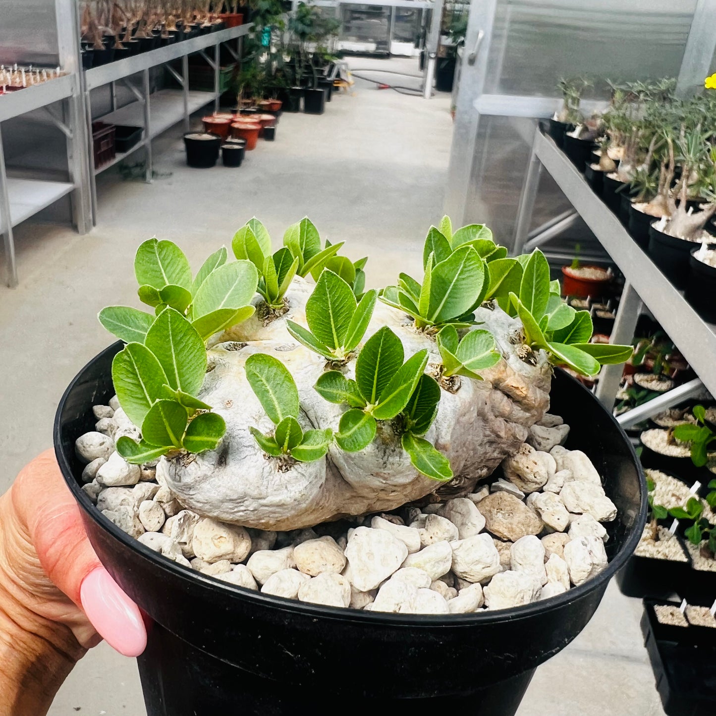 Pachypodium brevicaule, barroted plante