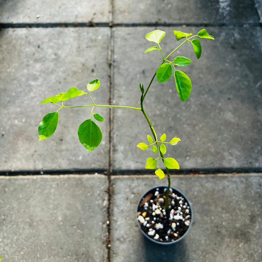 Moringa stenopetala, 9 cm potte