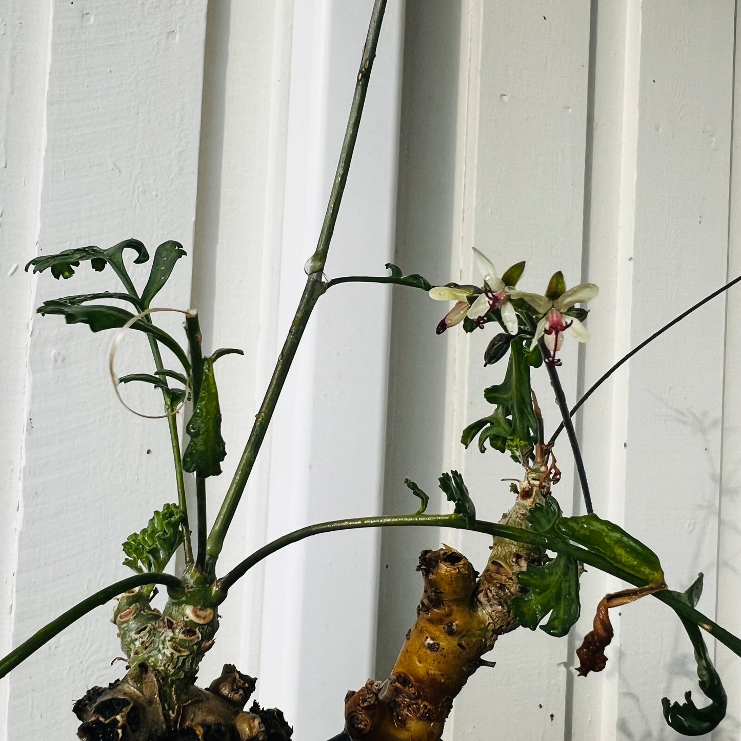 Pelargonium ferulaceum, 6 frø