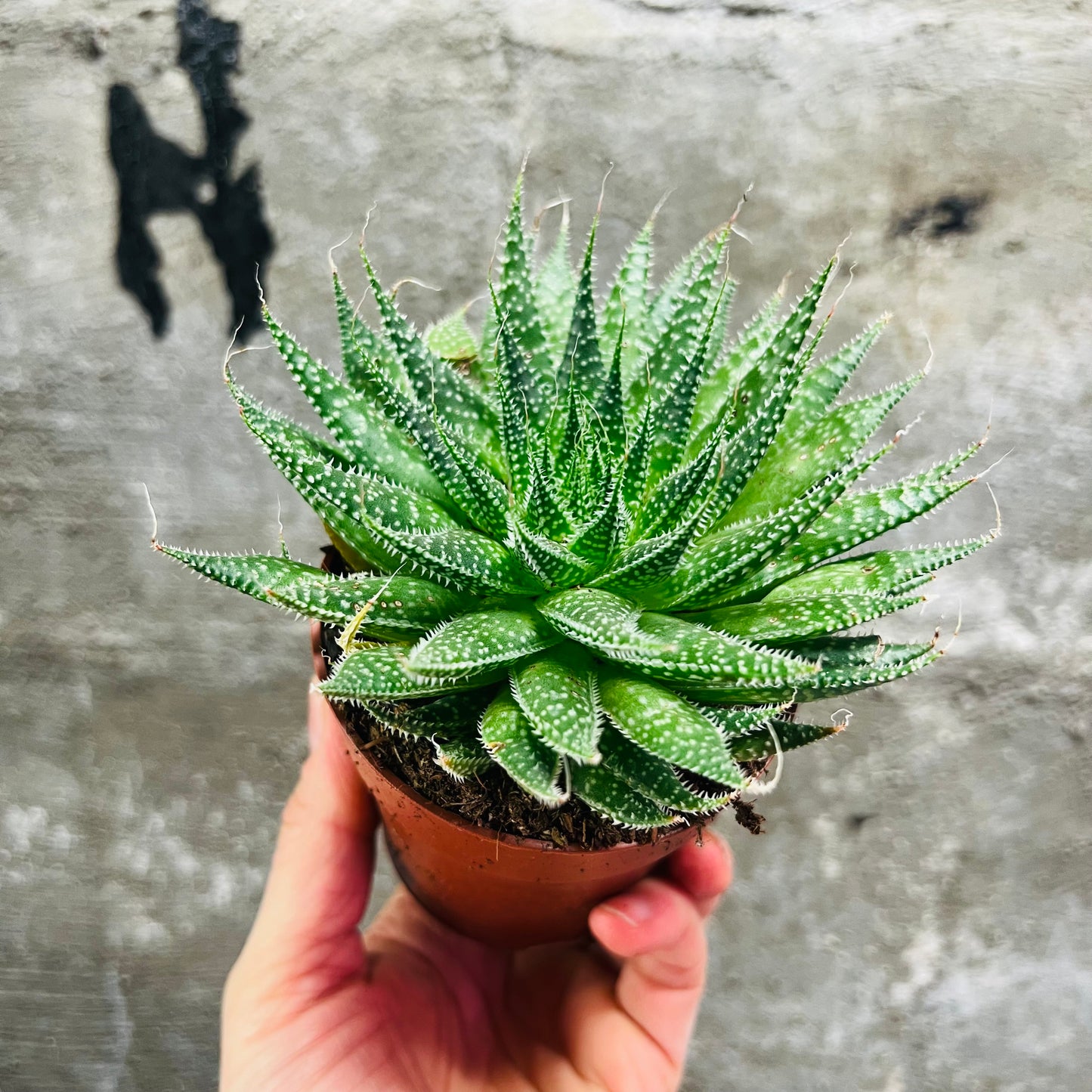 Aloe arachnoidea, 8 cm potte