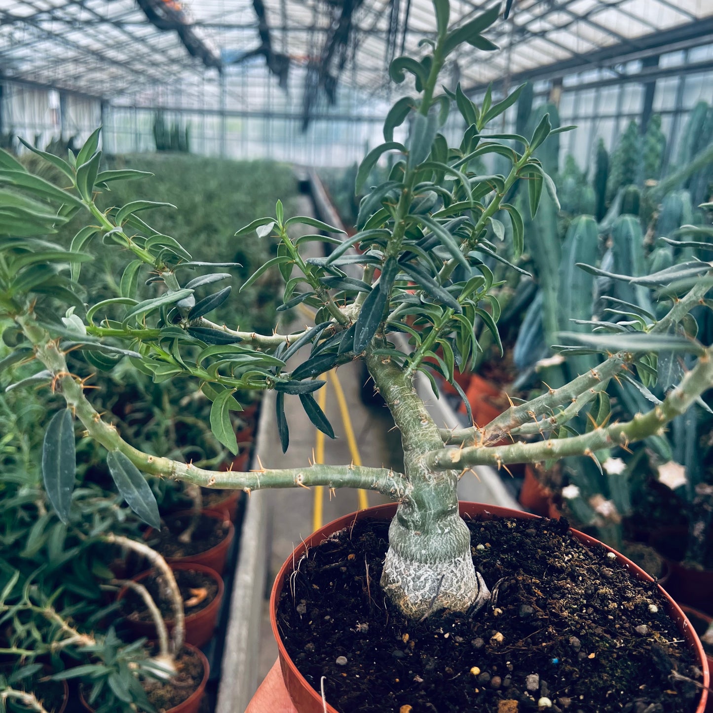 Pachypodium bispinosum, 15 cm potte