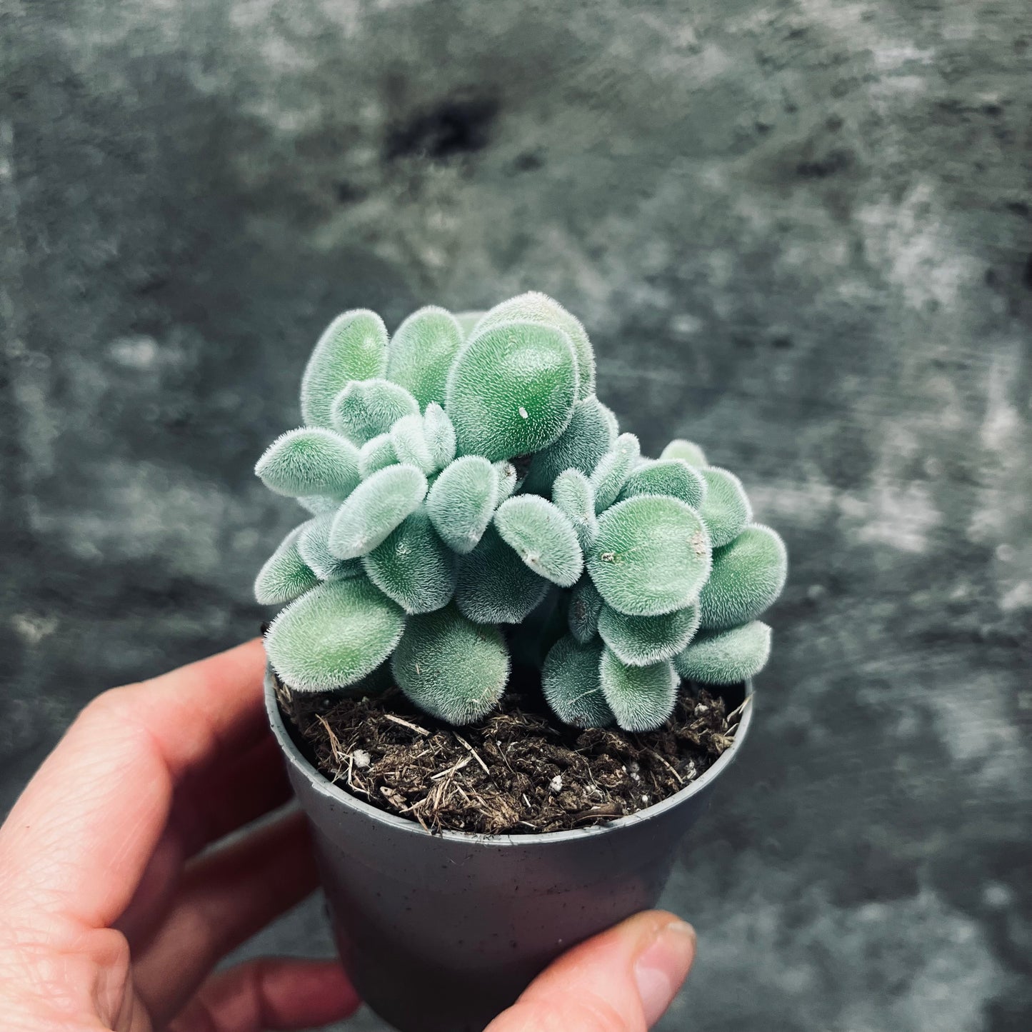 Echeveria pulvinata Frosty f.cristata, 6 cm pot