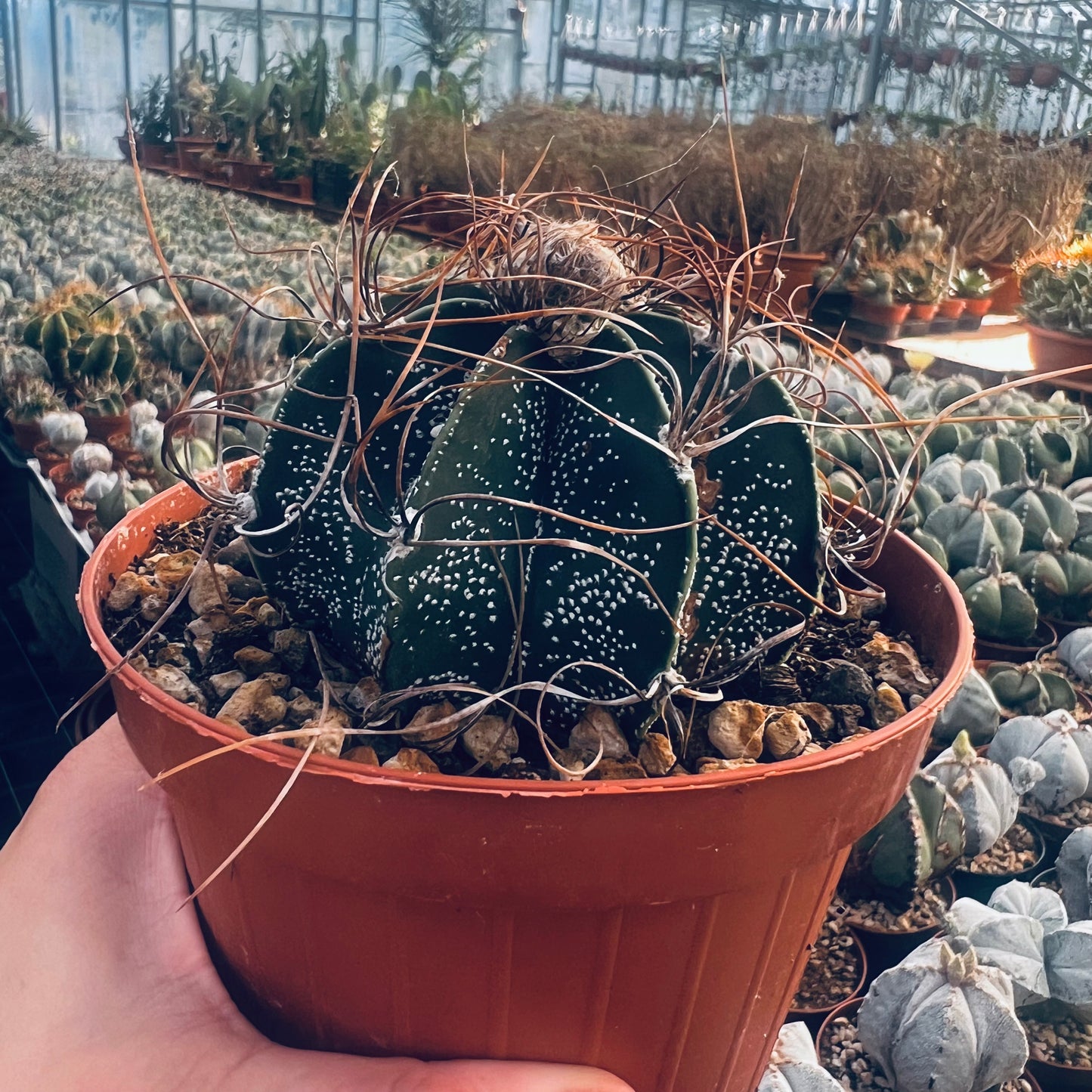 Astrophytum capricorne cv.crassispinoides, 12 cm potte