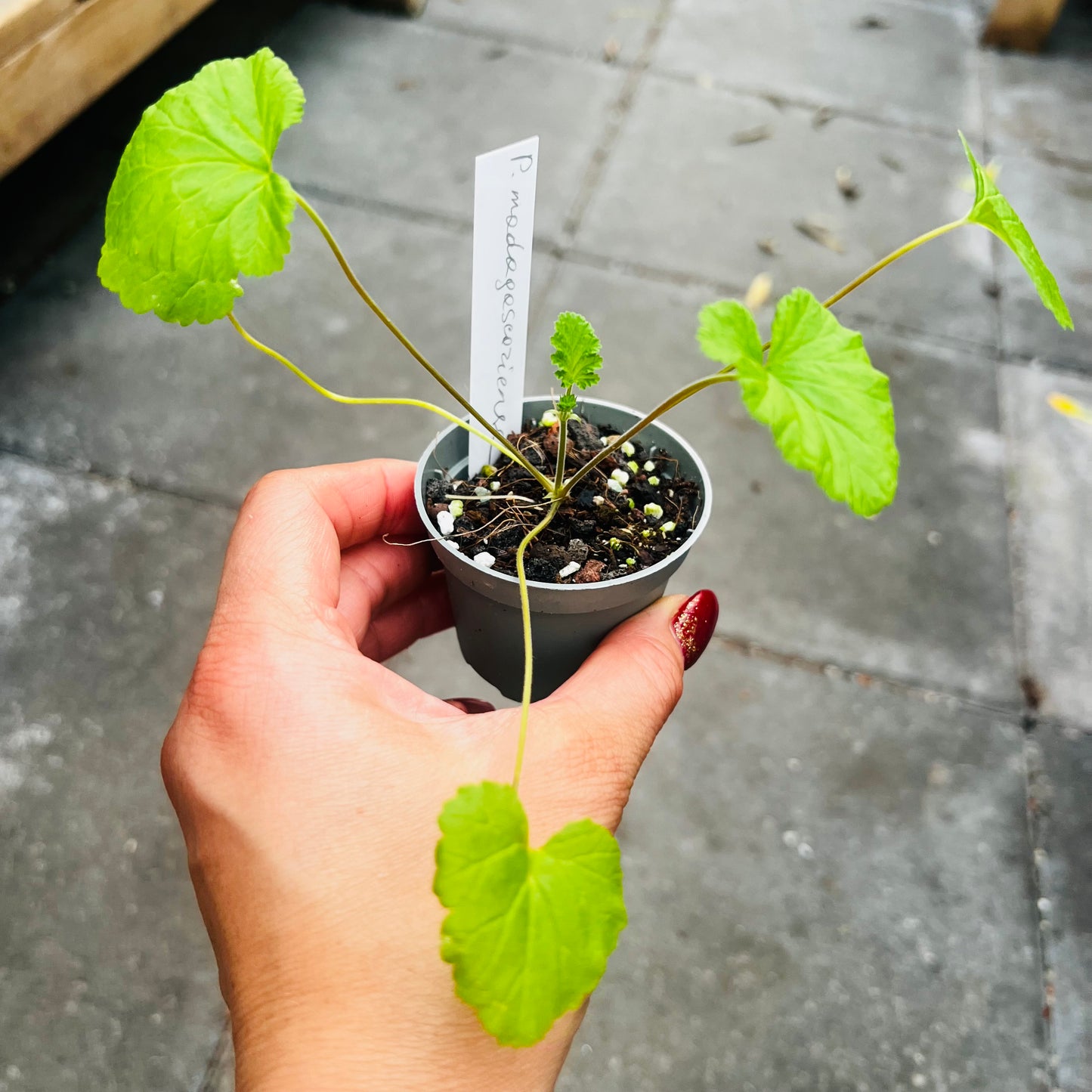 Pelargonium madagascariense, 6 cm potte