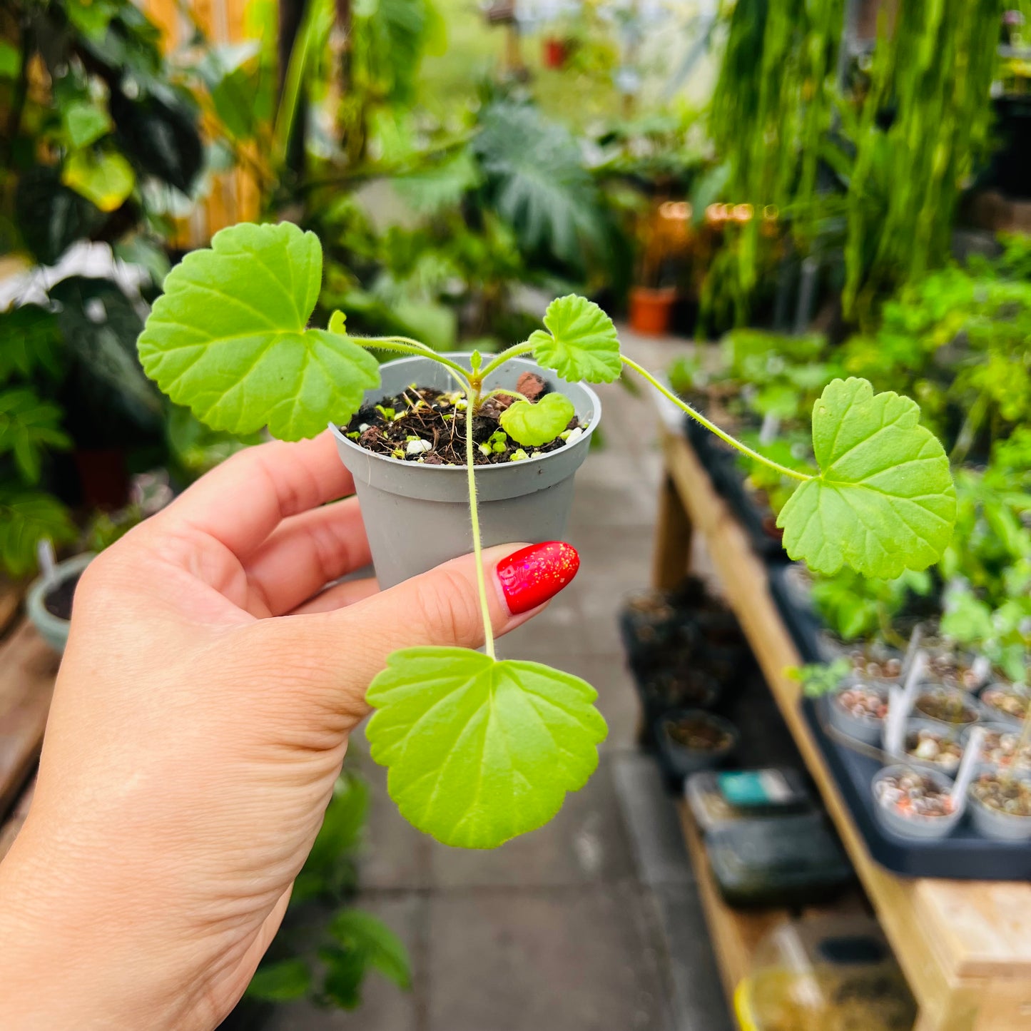 Pelargonium grossularoides, 6 cm potte