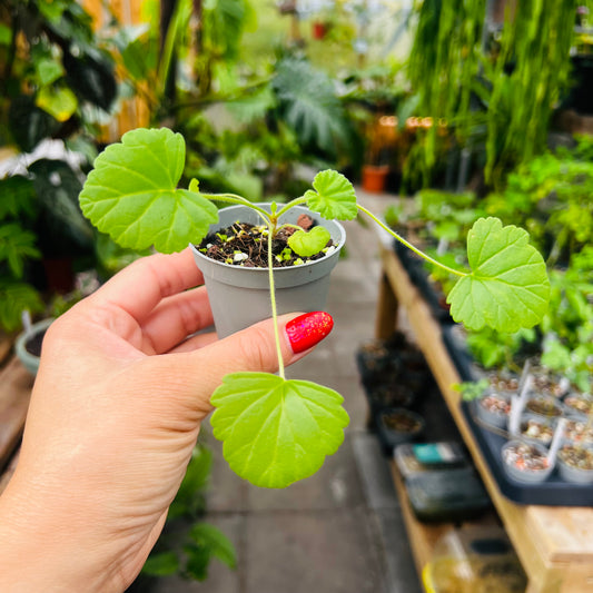 Pelargonium grossularoides, 6 cm potte