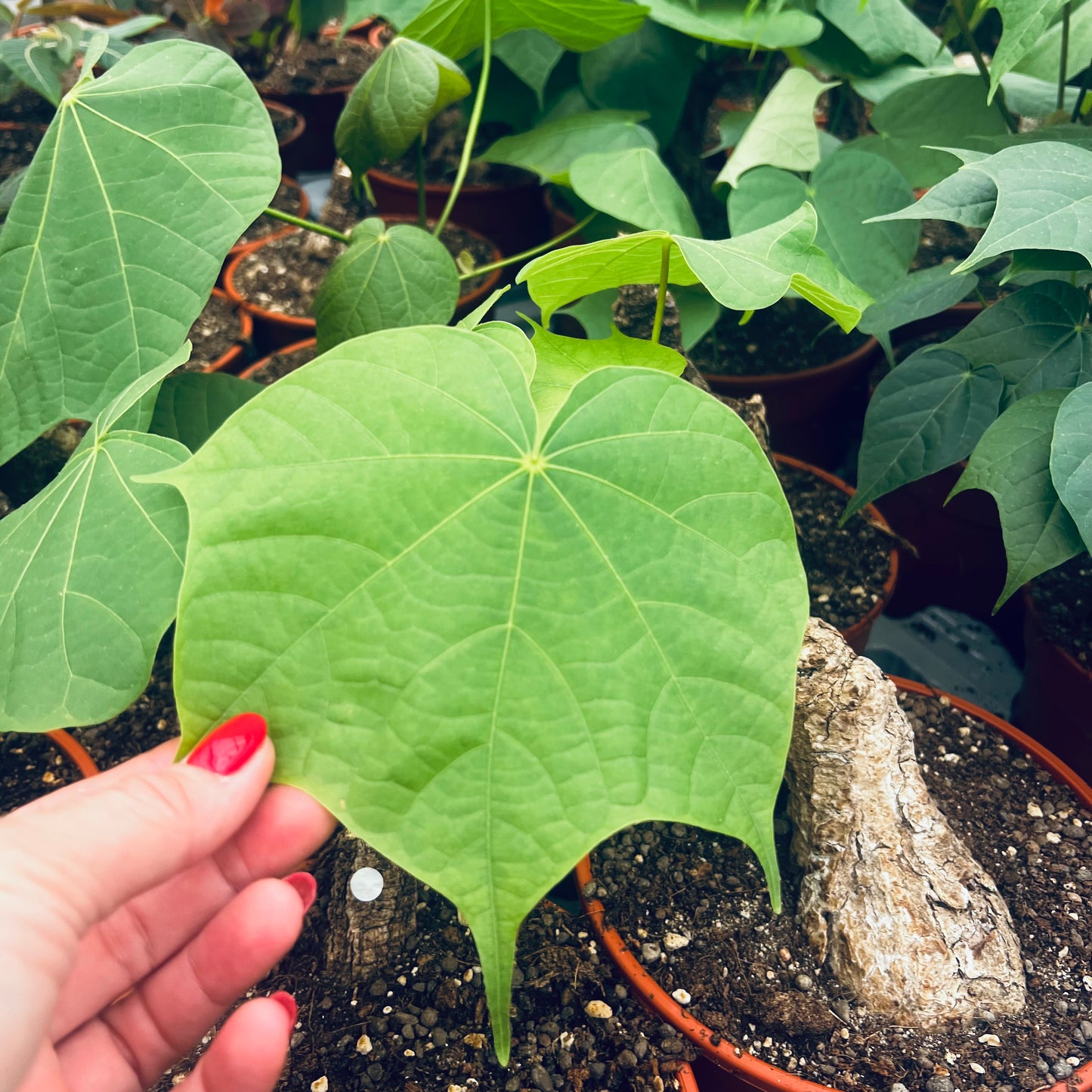 Sterculia colorata, 15 cm potte